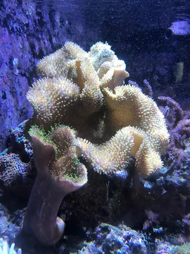 Vista 4 de Fitoplancton de arrecife, 500 mL / 16.9 fl. oz.