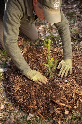 Vista 3 de White Pine - Enchufe de plántulas de árbol vivo 6 a 12 pulgadas Arbor Day Foundation