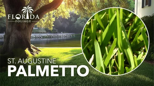 Vista 2 de St. Augustine Palmetto 3 tapones de césped extra grandes vivos césped tolerante a la sequía, la sal y la sombra