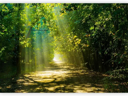 Vista 9 de artgeist Mural de pared Bosque, 77 x 55 pulgadas, papel tapiz autoadhesivo XXL, autoadhesivo, extraíble, gran adhesivo, decoración de pared, diseño