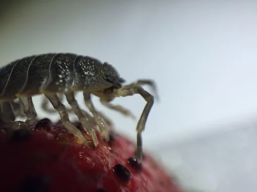 Vista 4 de HippoPolyus vivos (insectos vivos) Para llevar en el bolsillo como mascota (en una caja apta)