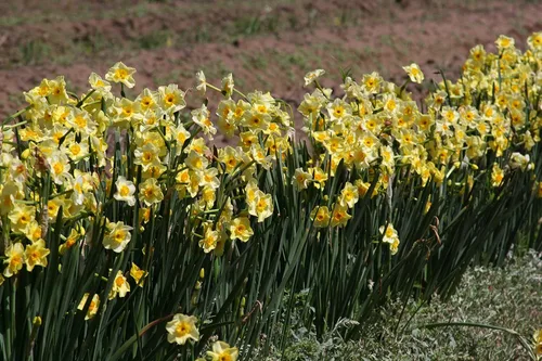 Narcissus tazetta 'Golden Dawn' / 10 bulbos de narcisos frescos y saludables que producen flores amarillas de flores múltiples en marzo por The