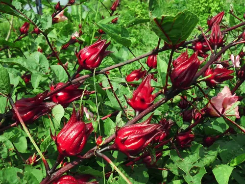 Vista 3 de 50 semillas de roselle rojo, semillas de hibisco sabdariffa, semillas de acedera jamaicana, semillas de arándano de Florida, semillas de roselle
