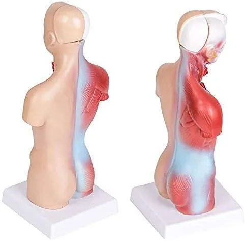 Vista 4 de Modelo de cuerpo de torso humano Anatomía Órganos internos médicos anatómicos para enseñar Modelo educativo desmontable de ciencia médica Nuevo