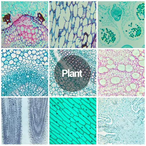 Vista 6 de 60 portaobjetos de microscopio con muestras para niños, diapositivas de microscopio preparadas para microbiología infantil, diapositivas