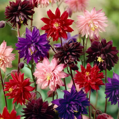 Vista 2 de Semillas Columbine Double Mix Aquilegia Flores perennes para plantar