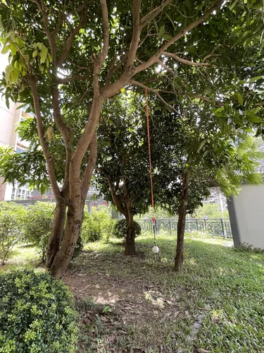 Vista 7 de Swing Trainer with Pulley-Height Adjustable with 13ft Rope Practice Aid,Improve Batting & Develop Muscle Memory Training Tools for Softball