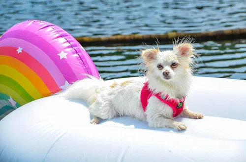 Vista 5 de EcoBark - Arnés ecológico reflectante de malla para cachorros y perros de razas pequeñas, pechera suave, ajustable, acolchada y fácil de poner