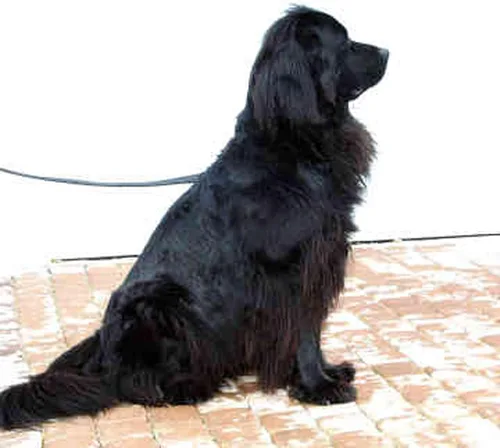 Vista 6 de Dean & Tyler Bozal de cesta de alambre para perros, tamaño Nº 11