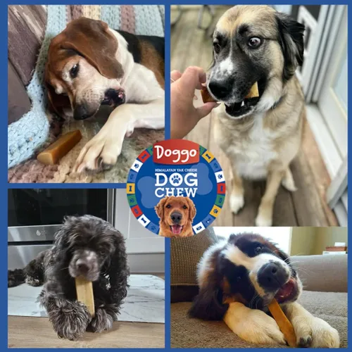 Vista 7 de Masticables prémium de queso de yak para perros del Himalaya - Masticables naturales de yak para perros grandes y pequeños - Masticables de leche