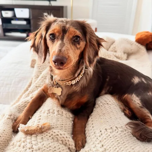 Vista 6 de Collar de perro personalizado Paws Paws Miami para perros extra pequeños, personalizado con nombre en iniciales de circonita cúbica chapadas en oro