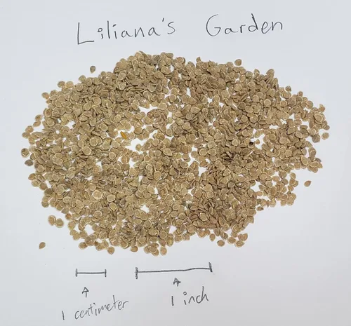 Vista 2 de Semillas de tomate "San Marzano" - Tomate tipo salsa de ciruela grande (Roma) con sabor intenso Semillas tradicionales de Liliana's Garden