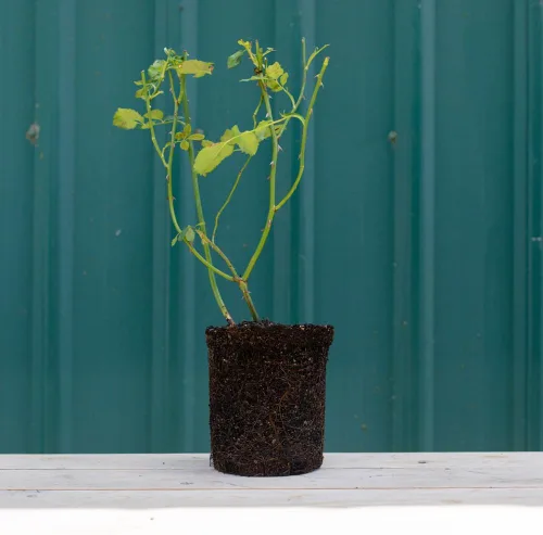 Vista 2 de Heirloom Roses Carding Mill™ Rose Bush - Planta de rosas David Austin para plantar al aire libre