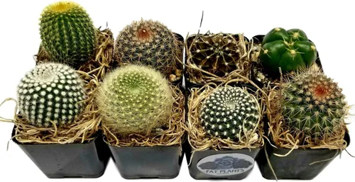 Vista 12 de Fatplants - Mini plantas de cactus vivas (paquete de 4), plantas de cactus de interior, plantas de cactus vivos, decoración de cactus vivos, plantas