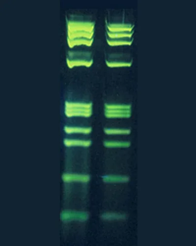 Vista 4 de Transiluminador de luz azul LED 470nm, para visualización de electroforesis en gel