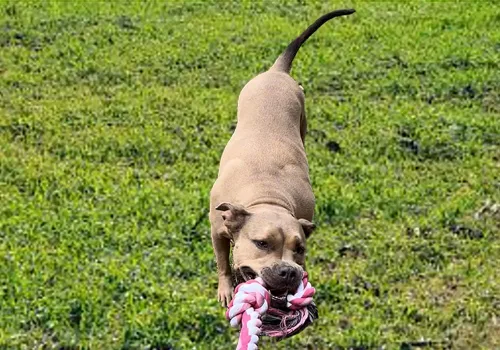 Vista 5 de PawfectPals Juguete de cuerda para masticar y tirar y tirar y aflojar para perros grandes (5 nudos, rosa)