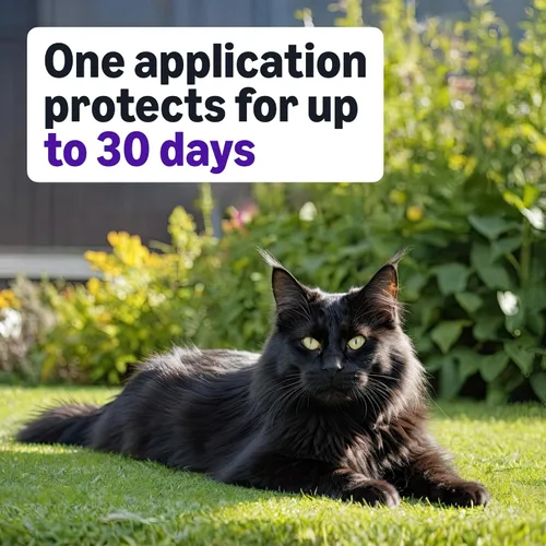 Vista 4 de Amazon Basics Tratamiento tópico preventivo contra pulgas para gatos grandes (más de 9 libras), 6 unidades (anteriormente Solimo)