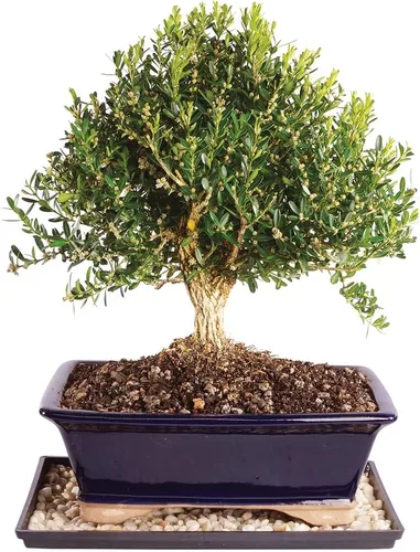 Vista 9 de Brussel's Bonsai - Árbol bonsái para interiores, S