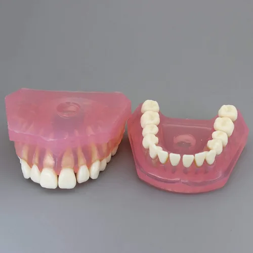 Vista 5 de Modelo de dientes de demostración dental - Estudio estándar Enseñanza modo dental con todos los dientes extraíbles