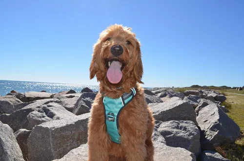 Vista 3 de Black Rhino - Arnés cómodo para perro con chaleco acolchado de malla para razas pequeñas y grandes Ajustable Reflectante 2 accesorios