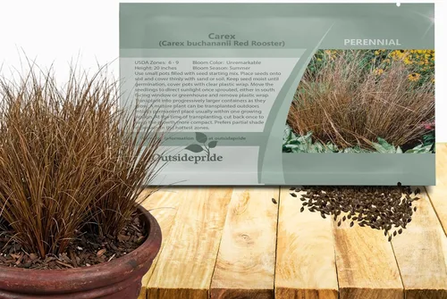 Vista 9 de Outsidepride - 100 semillas de la hierba ornamental perenne cárice llorón (Carex pendula [Fresh Look]) para sembrar