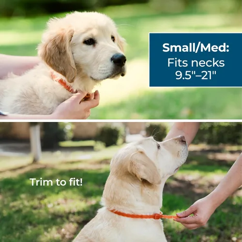 Vista 4 de Wondercide Collar para perro, repelente de pulgas, garrapatas y mosquitos para perros, con aceites esenciales naturales, protección de hasta 4