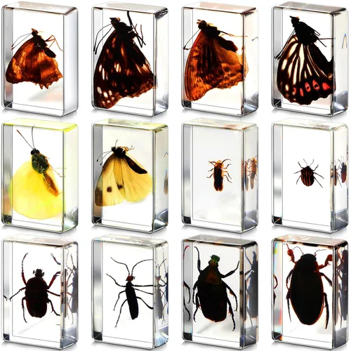 Vista 10 de Macarrie 12 piezas de especímenes de insectos, colección de insectos, especímenes reales de mariposas y escarabajos hechos de resina para educación