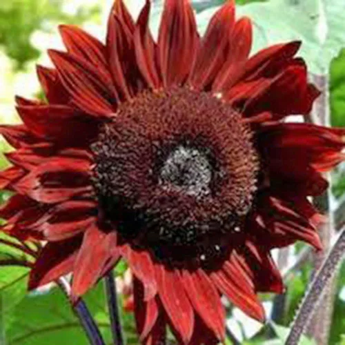 Vista 2 de Girasol, sol rojo, 500 semillas hermosas flores rojas brillantes