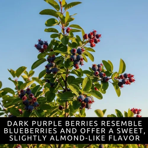 Vista 2 de 50 semillas de saskatoon serviceberry para plantar – Amelanchier alnifolia Arbusto de bayas comestibles resistentes – Semillas de frutas nativas