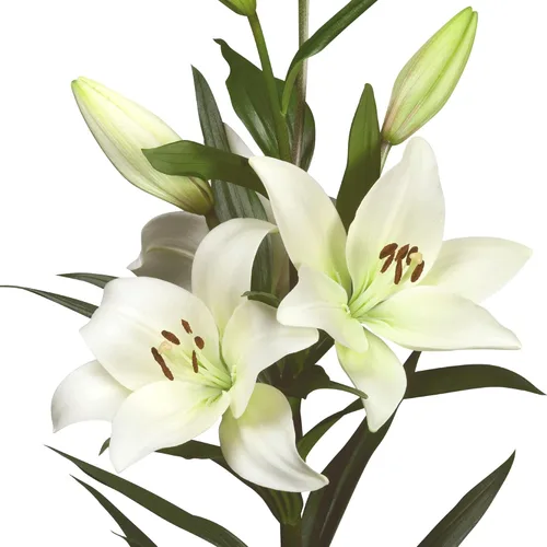 Easy to Grow Bulbos de Plantas de Lirio Asiático Lilium 'Blanco' (Paquete de 3) - Flores Blancas que Florecen en Jardines de Verano