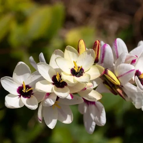 Vista 6 de Increíble oferta – Jardín completo de flores florecientes de primavera y verano de 100 bulbos – Hermosas flores que atraerán abejas, mariposas