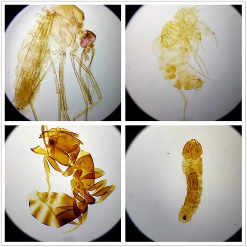 Vista 8 de Conjunto de diapositivas de microscopio de anatomía de tejido humano preparado, 17 piezas de diapositivas preparadas a mano encuesta los principales