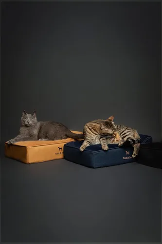 Vista 3 de NOAH & PAW Cama pequeña para perros, 20 x 15 x 6.5 pulgadas, cama para gatos de interior, espuma viscoelástica ortopédica de cáscara de huevo