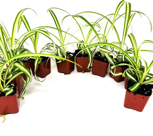 Vista 3 de Ocean Spider Collection - Macetas de iniciación de 10 plantas de 2 pulgadas, fáciles de cuidar, plantas de interior purificadoras de aire