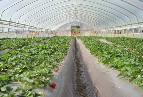 Vista 6 de Película de plástico transparente para invernaderos de 6 mil, 4 años, polietileno (20 pies de ancho x 25 pies de largo)