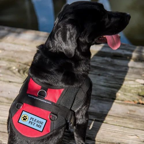 Vista 8 de Please PET ME - Parche cosido para perro de servicio o chaleco de terapia para perros – Parche de identificación bordado de alta visibilidad – 4 x 2