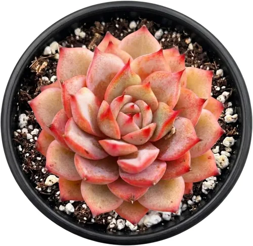 Vista 3 de Plantas suculentas vivas de 2 pulgadas, cactus con cono de pino, mini suculentas en maceta, planta de interior de fácil cuidado, regalos únicos