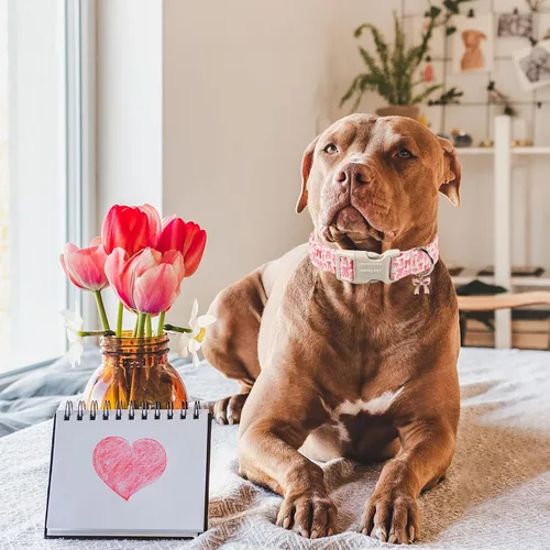 Vista 154 de Aring Pet Collar de algodón, ligero y ajustable, con hebilla de liberación rápida para perros pequeños, medianos y grandes, para cachorros, XS