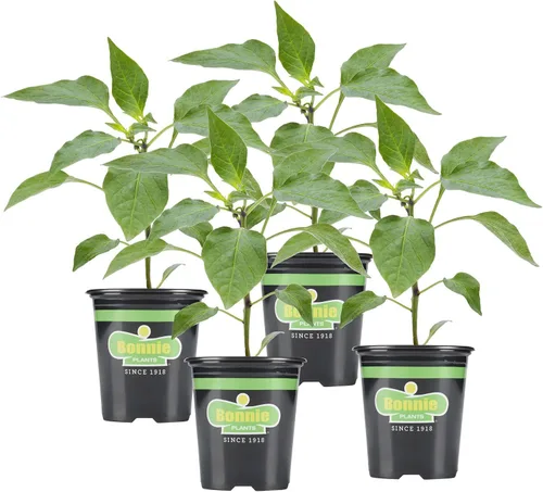 Vista 11 de Bonnie Plants Pimienta de Cayena Caliente 19.3 oz. Paquete de 4