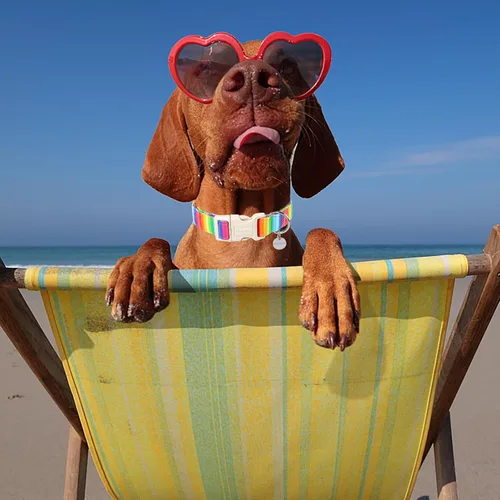 Vista 135 de DOGWONG Collar de algodón y cáñamo para perros, collar rosado resistente ajustable de tela natural suave para mascotas, lindo collar de boda