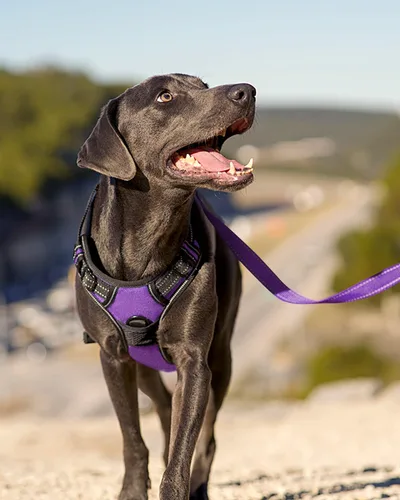 Vista 4 de Joytale Arnés sin tirones para perros pequeños, chaleco reflectante para mascotas con clip frontal, arnés acolchado suave ajustable con asa de fácil