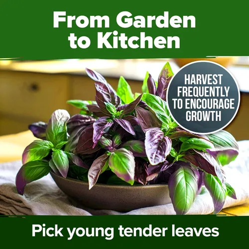 Vista 9 de HOME GROWN Paquete de semillas de albahaca tailandesa – 876 semillas de hierbas tradicionales de alta germinación para plantar, ideal para cultivar