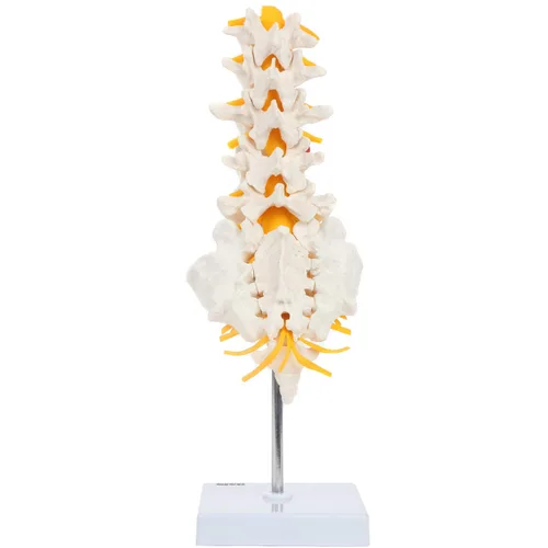 Vista 5 de Axis Scientific Modelo de anatomía de la columna lumbar con sacro y nervios espinales, réplica didáctica demuestra sección lumbosacra con nervios