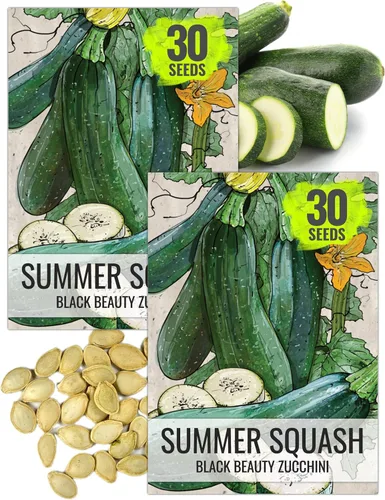 Vista 7 de Seed Needs, Burgess Buttercup - Semillas de calabaza de invierno, 25 semillas tradicionales para plantar Cucurbita Pepo, sin OMG y sin tratar