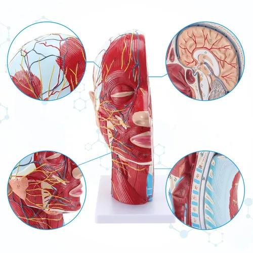 Vista 2 de SKUMOD Modelo de estudio, modelo neurovascular superficial de cabeza humana 1:1 - Anatomía de la cara Modelo de estudio de sección mediana