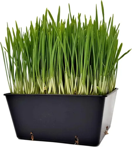 Vista 3 de Bootstrap Farmer 5 x 5 bandejas de semillas extra fuertes, paquete de 40 unidades, color negro, cultivo de microverdes, semillas de pasto de trigo