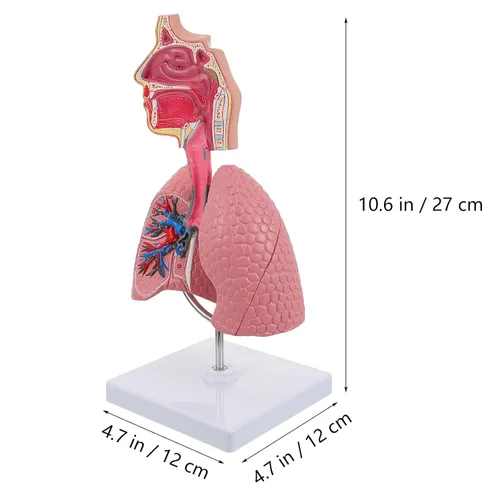 Vista 2 de Modelo 4D, modelo de pulmón respiratorio enseñanza con cabeza y pulmones, herramientas prácticas de estudio de modelos 3D para estudiantes