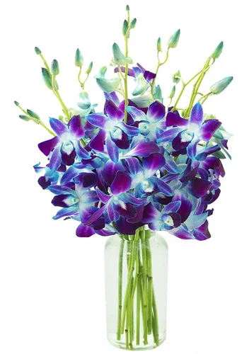 Vista 33 de KaBloom Flores - Ramo de orquídeas exóticas de zafiro azul de Tailandia con jarrón - Regalo para cumpleaños, condolencias, aniversario, mejoría
