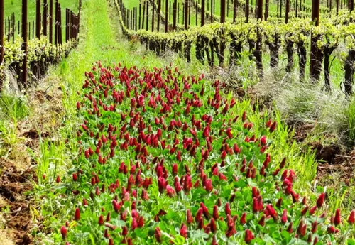 Vista 3 de Kit de semillas de mezcla de abono verde otoñal, cubre cultivos y constructores de suelos, fácil de cultivar, construir biomasa, se envía desde