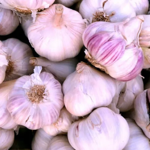 Vista 2 de Bulbos de ajo de rayas moradas de 1/2 libra para plantar en otoño, semillas de dientes de ajo de cuello duro de alto rendimiento, frescas